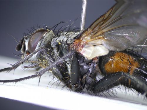 Réf. 188 499 : Eriothrix rufomaculata